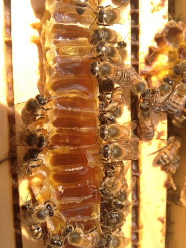 Foto South Florida Bee Supplies  Manufacturing de Granjas de Miel en Miami FL - Galería de ListasLocales.com