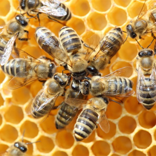 Foto Bees Brothers - Honey Supplier de Granjas de Miel en Miami FL - Galería de ListasLocales.com