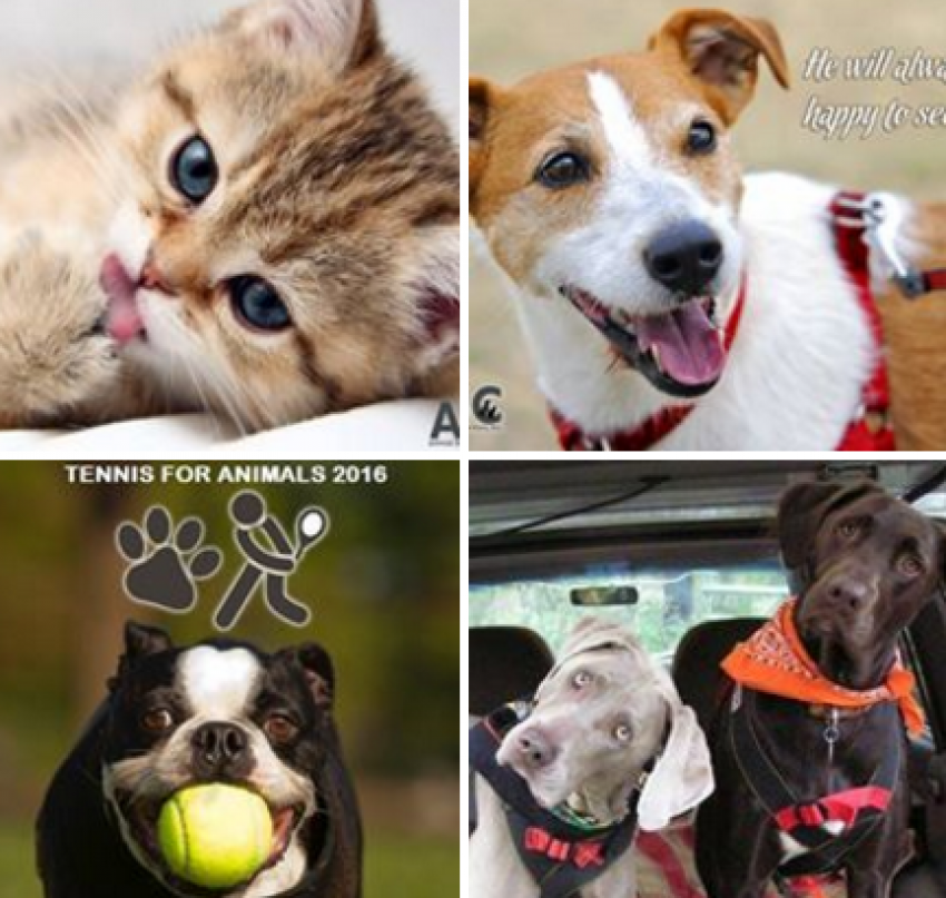 Foto Animal Based Charities Inc de Organizaciones de Caridad en Tampa FL - Galería de ListasLocales.com