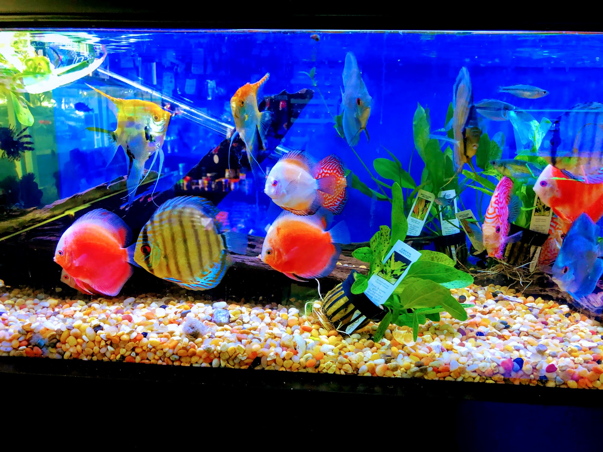 Foto Neptunes Aquariums de Acuarios en Hialeah FL - Galería de ListasLocales.com