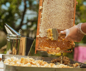 The best Honey Farms in Los Angeles, CA